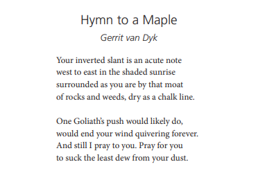 Hymn to a Maple